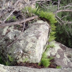 Davallia solida var. pyxidata (Hare's Foot Fern) at Mittagong, NSW - 3 Jan 2024 by plants