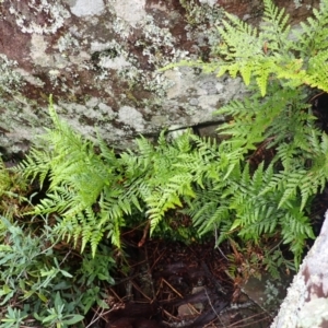 Davallia solida var. pyxidata at Wingecarribee Local Government Area - 4 Jan 2024