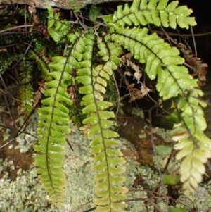 Adiantum hispidulum var. hispidulum at Wingecarribee Local Government Area - 4 Jan 2024