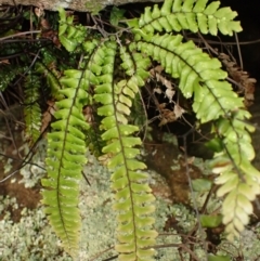Adiantum hispidulum var. hispidulum (Rough Maidenhair) at Wingecarribee Local Government Area - 3 Jan 2024 by plants