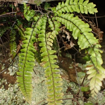 Adiantum hispidulum var. hispidulum (Rough Maidenhair) at Mittagong, NSW - 3 Jan 2024 by plants