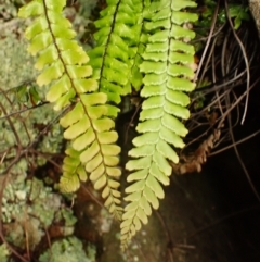 Adiantum hispidulum var. hispidulum at Wingecarribee Local Government Area - suppressed