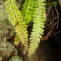 Adiantum hispidulum var. hispidulum at Wingecarribee Local Government Area - 4 Jan 2024