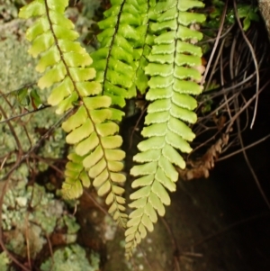 Adiantum hispidulum var. hispidulum at Wingecarribee Local Government Area - suppressed