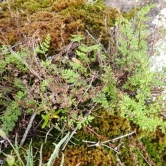 Cheilanthes sieberi subsp. sieberi (Narrow Rock Fern) at Mittagong - 3 Jan 2024 by plants