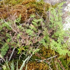 Cheilanthes sieberi subsp. sieberi (Mulga Rock Fern) at Mittagong, NSW - 4 Jan 2024 by plants