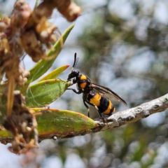 Pterygophorus cinctus (Bottlebrush sawfly) at QPRC LGA - 5 Jan 2024 by Csteele4