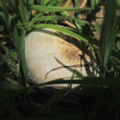 Agaricus sp. (Agaricus) at Captains Flat, NSW - 5 Jan 2024 by Csteele4