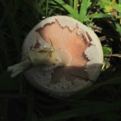 Agaricus sp. at QPRC LGA - 5 Jan 2024