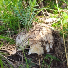 Agaricus sp. at QPRC LGA - 5 Jan 2024