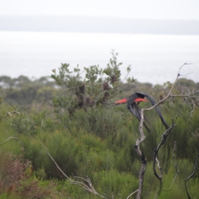 Calyptorhynchus lathami (Glossy Black-Cockatoo) at Jervis Bay, JBT - 1 Jan 2024 by Miranda
