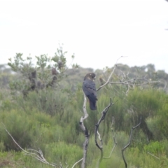 Calyptorhynchus lathami lathami at Booderee National Park1 - suppressed