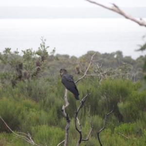 Calyptorhynchus lathami lathami at Booderee National Park1 - 1 Jan 2024