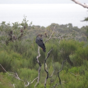 Calyptorhynchus lathami lathami at Booderee National Park1 - suppressed