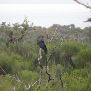 Calyptorhynchus lathami lathami at Booderee National Park1 - 1 Jan 2024