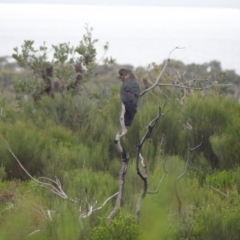 Calyptorhynchus lathami lathami at Booderee National Park1 - 1 Jan 2024