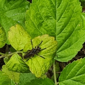 Thereutria sp. (genus) at Isaacs, ACT - 2 Jan 2024