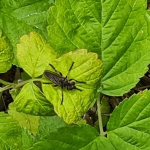 Thereutria sp. (genus) at Isaacs, ACT - 2 Jan 2024