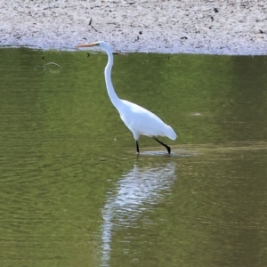 Ardea alba at Old Tallangatta, VIC - 5 Jan 2024 09:01 AM