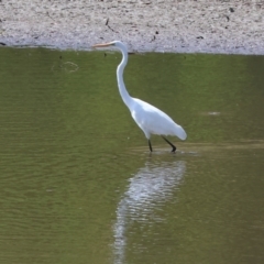 Ardea alba at Old Tallangatta, VIC - 5 Jan 2024 09:01 AM