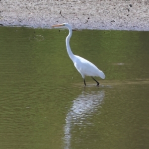 Ardea alba at Old Tallangatta, VIC - 5 Jan 2024 09:01 AM