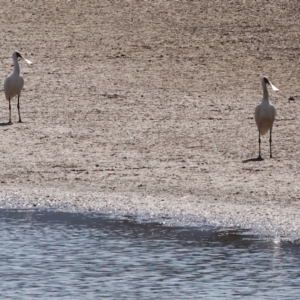 Platalea regia at Georges Creek, VIC - 5 Jan 2024