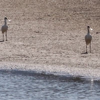 Platalea regia (Royal Spoonbill) at Georges Creek, VIC - 4 Jan 2024 by KylieWaldon