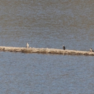 Anhinga novaehollandiae at Old Tallangatta, VIC - 5 Jan 2024 08:54 AM