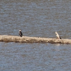 Anhinga novaehollandiae at Old Tallangatta, VIC - 5 Jan 2024 08:54 AM