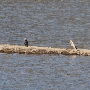 Anhinga novaehollandiae at Old Tallangatta, VIC - 5 Jan 2024 08:54 AM