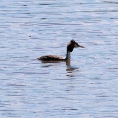 Podiceps cristatus (Great Crested Grebe) at Georges Creek, VIC - 4 Jan 2024 by KylieWaldon