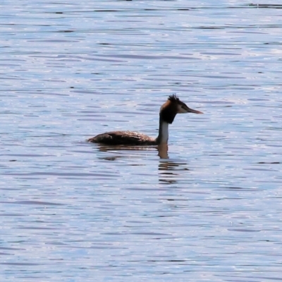 Podiceps cristatus (Great Crested Grebe) at Georges Creek, VIC - 5 Jan 2024 by KylieWaldon