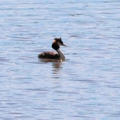 Podiceps cristatus at Georges Creek, VIC - 5 Jan 2024 09:02 AM