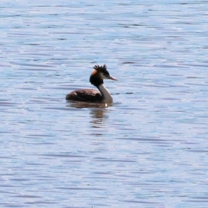 Podiceps cristatus at Georges Creek, VIC - 5 Jan 2024 09:02 AM