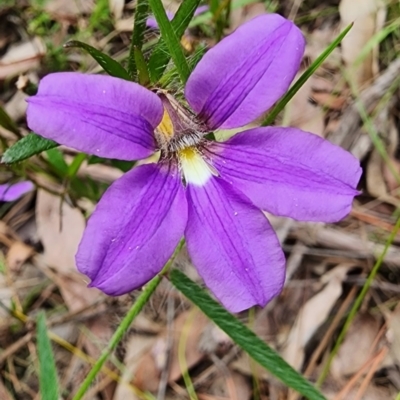 Scaevola ramosissima (Hairy Fan-flower) at Woodburn State Forest - 5 Jan 2024 by Steve818