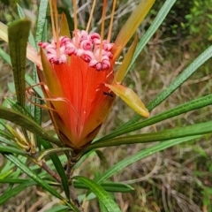 Lambertia formosa (Mountain Devil) at Woodburn, NSW - 5 Jan 2024 by Steve818