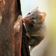 Antechinus agilis (Agile Antechinus) at Tidbinbilla Nature Reserve - 5 Jan 2024 by NathanaelC