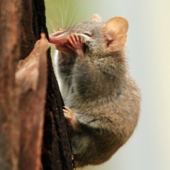 Antechinus agilis at Tidbinbilla Nature Reserve - 5 Jan 2024 12:01 PM