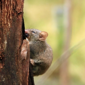 Antechinus agilis at Tidbinbilla Nature Reserve - 5 Jan 2024 12:01 PM