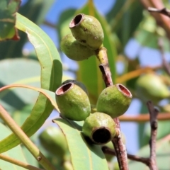 Corymbia eximia (Yellow Bloodwood) at Tallangatta, VIC - 4 Jan 2024 by KylieWaldon