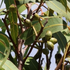 Corymbia eximia at Tallangatta, VIC - 5 Jan 2024 07:57 AM