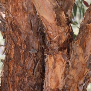 Corymbia eximia at Tallangatta, VIC - 5 Jan 2024