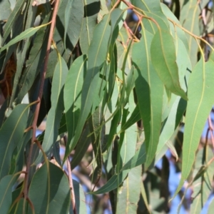 Corymbia eximia at Tallangatta, VIC - 5 Jan 2024 07:57 AM