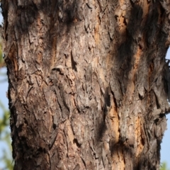 Corymbia eximia at Tallangatta, VIC - 5 Jan 2024