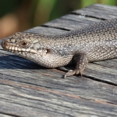 Egernia striolata at Tallangatta, VIC - 5 Jan 2024 by KylieWaldon