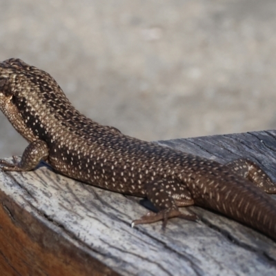 Egernia striolata (Tree Skink) at Tallangatta, VIC - 5 Jan 2024 by KylieWaldon
