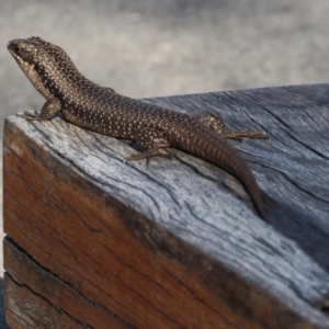 Egernia striolata at Tallangatta, VIC - 5 Jan 2024 07:54 AM