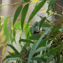 Melithreptus lunatus (White-naped Honeyeater) at Kambah, ACT - 5 Jan 2024 by NathanaelC