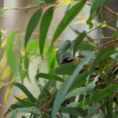 Melithreptus lunatus (White-naped Honeyeater) at Kambah, ACT - 5 Jan 2024 by NathanaelC