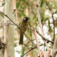 Nesoptilotis leucotis (White-eared Honeyeater) at Tidbinbilla Nature Reserve - 5 Jan 2024 by NathanaelC